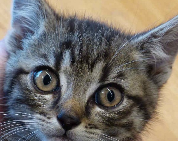 Svantje, Sören und Sverre