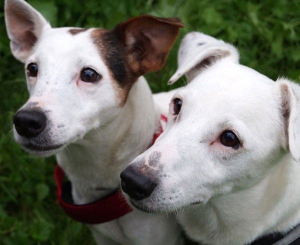 Vermittlungshilfe für die Jack Russels Rocky und Gini Vermittlungshilfe für die Jack Russels Rocky und Gini