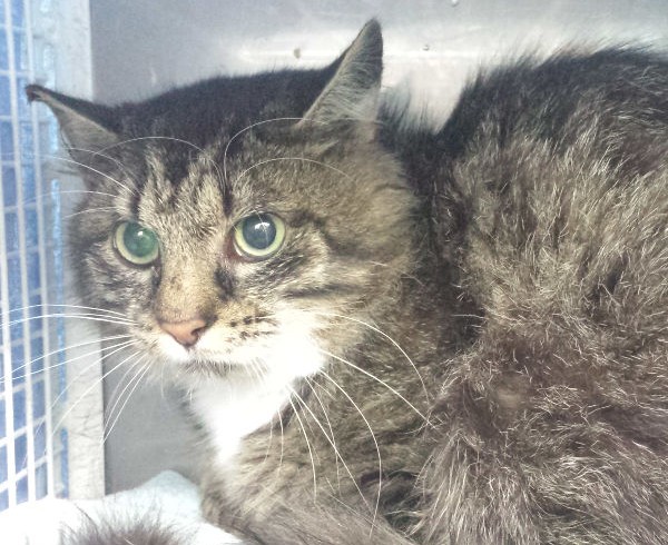 40 Jahre: Geschichte 5 – Katerduft 40 Jahre: Geschichte 5 – Katerduft