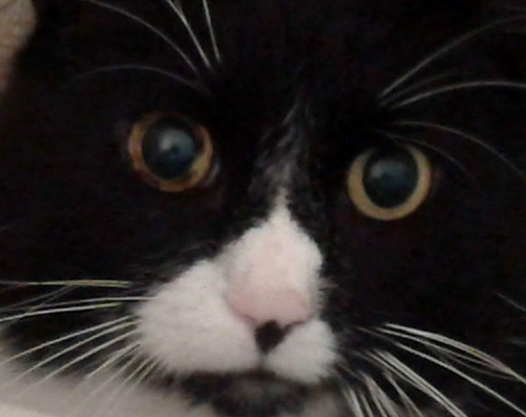 Benny (Spitzname Schluppi)