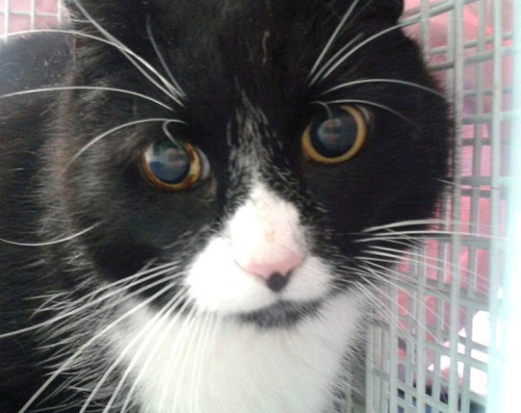 Benny (Spitzname Schluppi)