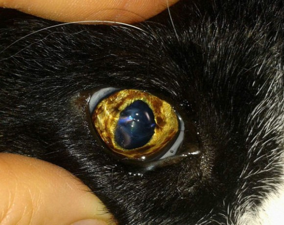 Benny (Spitzname Schluppi)