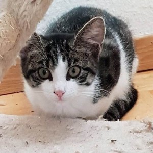 Katze819_Maja_Channel_Goku_Coco