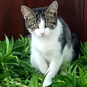 Katze819_Maja_Channel_Goku_Coco4