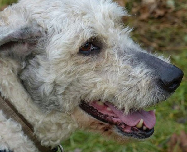 Auf den Hund gekommen: Roxy bei „Tiere suchen ein Zuhause“