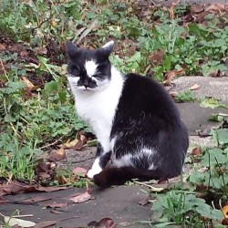 40 Jahre: Geschichte 6 – Liebeserklärung an die Streuner