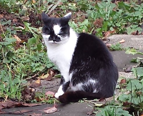 40 Jahre: Geschichte 6 – Liebeserklärung an die Streuner 40 Jahre: Geschichte 6 – Liebeserklärung an die Streuner