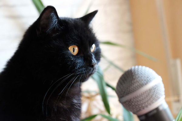 Karaoke für die Katz‘: KJ Sascha sammelt für die Gartenkatzen Karaoke für die Katz‘: KJ Sascha sammelt für die Gartenkatzen