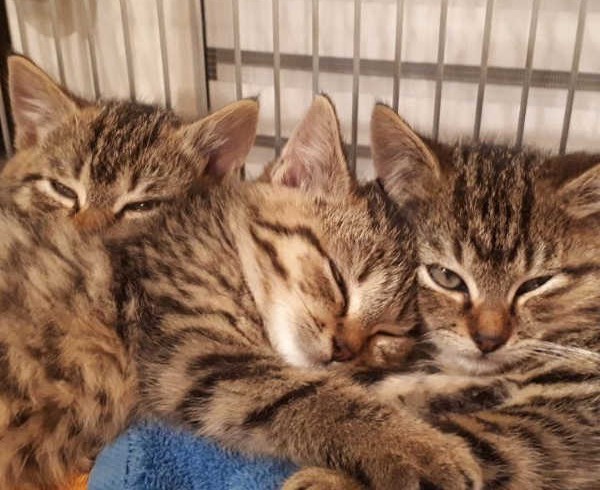 Emmy, Fluffy, Momo und Vivi