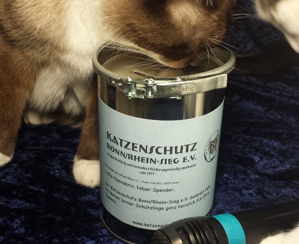 Karaoke für die Katz‘ – KJ sammelt für den Katzenschutz Karaoke für die Katz‘ – KJ sammelt für den Katzenschutz