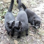 Troisdorfer Gartenkatzen Drei Grazien vorne