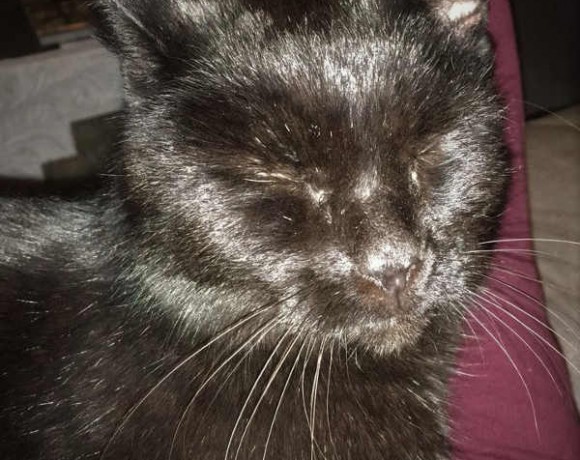 Herr von Schnurr Herr von Schnurr