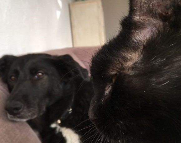 Herr von Schnurr Herr von Schnurr