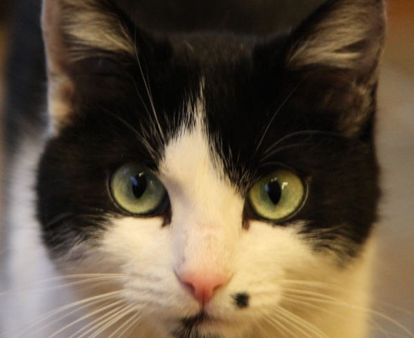 Frauenpower: Unsere Katzenmädels Frauenpower: Unsere Katzenmädels