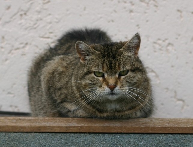 Geschenk für Katzenfans? – Unsere Patenschaften Geschenk für Katzenfans? – Unsere Patenschaften