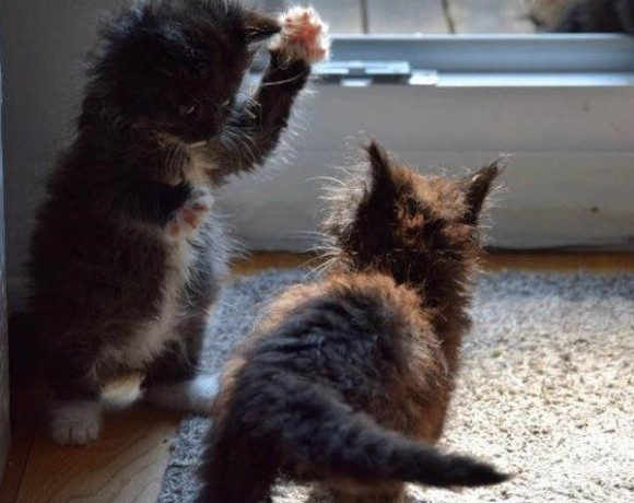 Annie, Timmy und Georgie