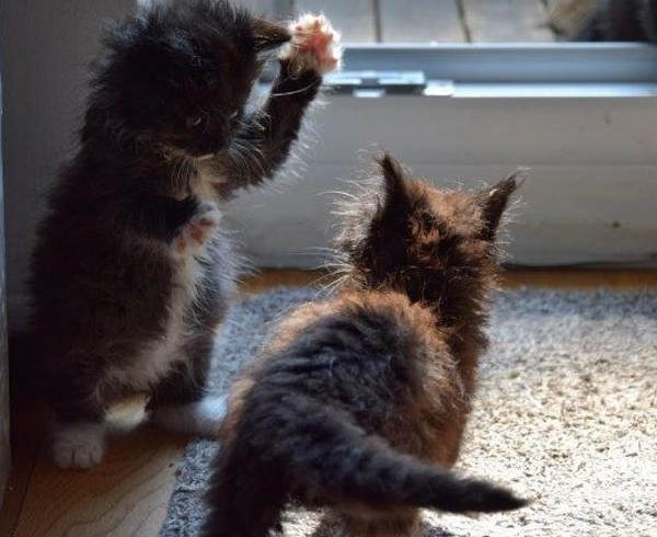 Annie, Timmy und Georgie