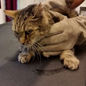 AlterkrankerKaterStAugustin2019