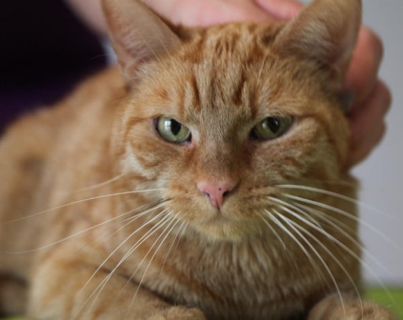 Simba (Tygar) Simba (Tygar)