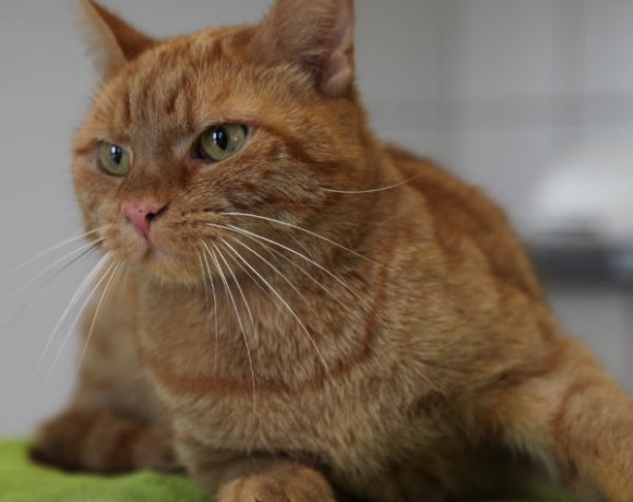 Simba (Tygar) Simba (Tygar)