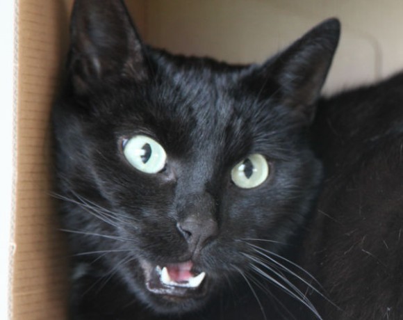 Baghira Katzenschutz Bonn RheinSieg eV