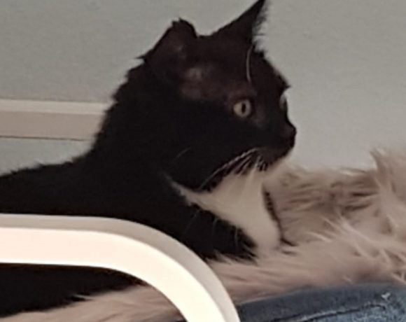 Joschi