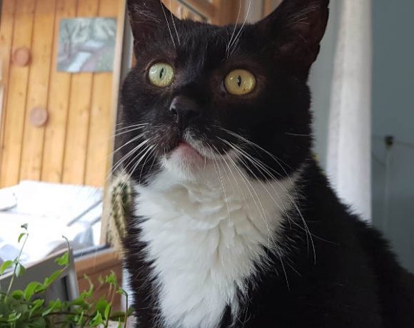 Joschi