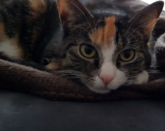 Mia und Khaleesi Mia und Khaleesi