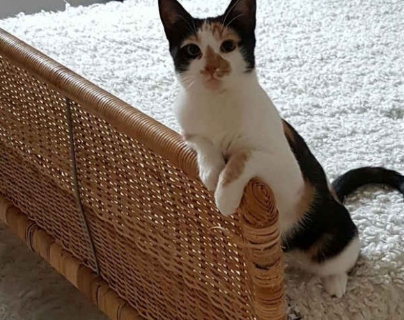 Mia und Khaleesi Mia und Khaleesi