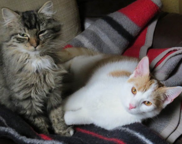 Luke und Shorty Luke und Shorty