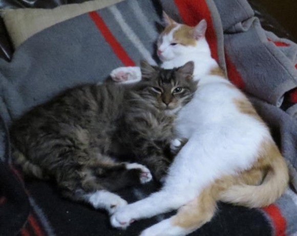 Luke und Shorty Luke und Shorty