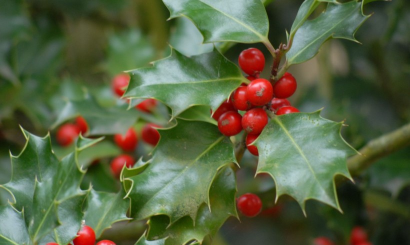 Mittlerweile Tradition: Der Adventskalender Mittlerweile Tradition: Der Adventskalender