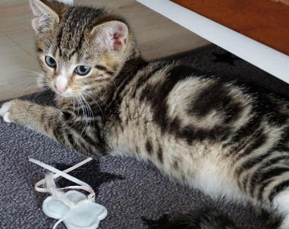 Piggeldy und Frolix Piggeldy und Frolix