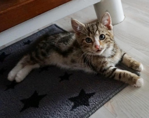 Piggeldy und Frolix Piggeldy und Frolix