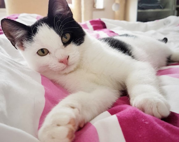 Piggeldy und Frolix Piggeldy und Frolix