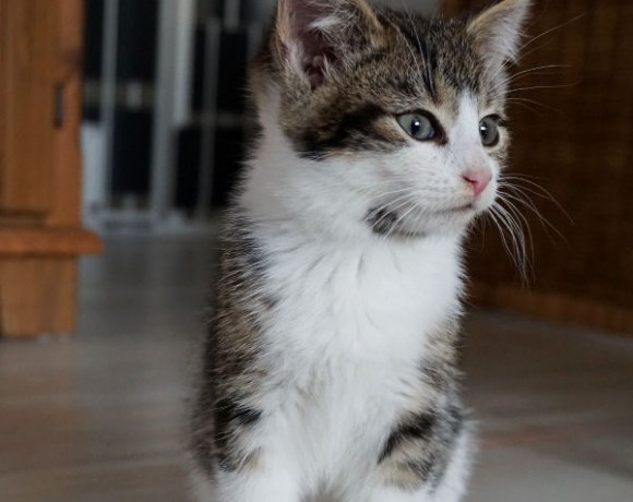 Mira und Zola Mira und Zola