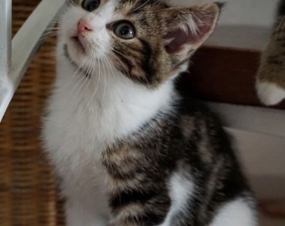 Mira und Zola Mira und Zola