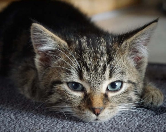 Mira und Zola Mira und Zola