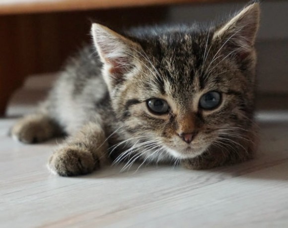 Mira und Zola Mira und Zola