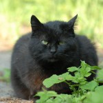 Gartenkatze John Wayne