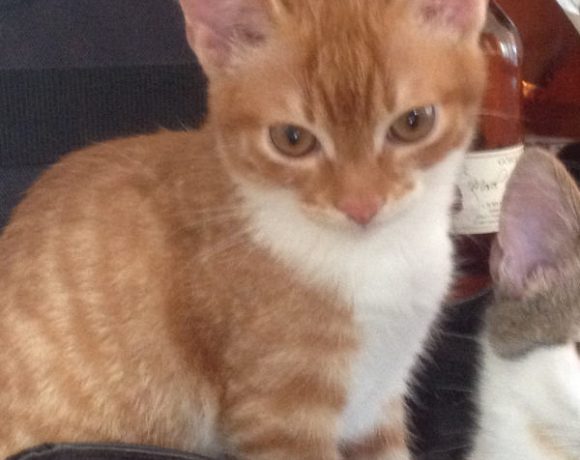 Leroy und Ziva Leroy und Ziva