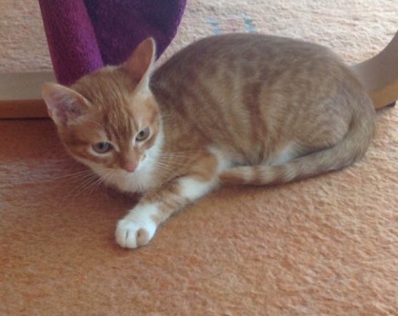 Leroy und Ziva Leroy und Ziva