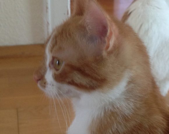 Leroy und Ziva Leroy und Ziva