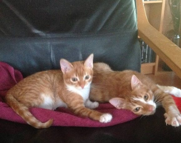 Leroy und Ziva Leroy und Ziva