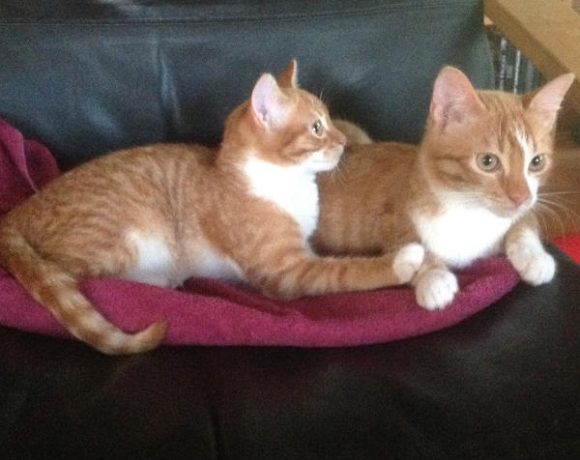 Leroy und Ziva Leroy und Ziva