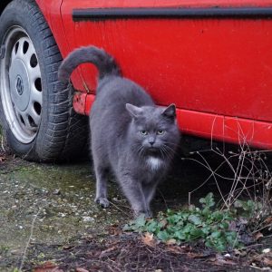 Patenkatze Izzie an der Futterstelle