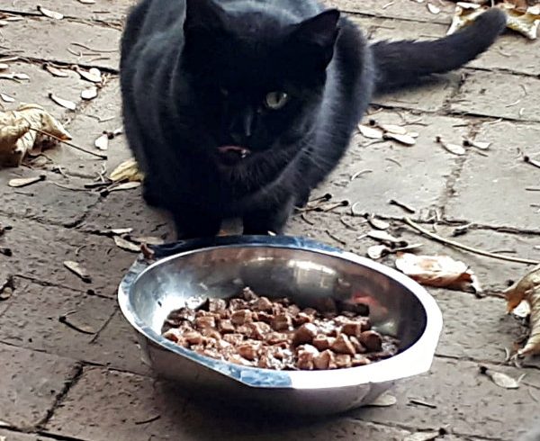 9. Türchen – Jack Sparrows Wunsch 9. Türchen – Jack Sparrows Wunsch