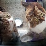 Dass und Bärchen, Stallkatzen