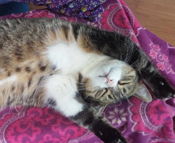 Urlaub … und wer versorgt die Katze? Urlaub … und wer versorgt die Katze?