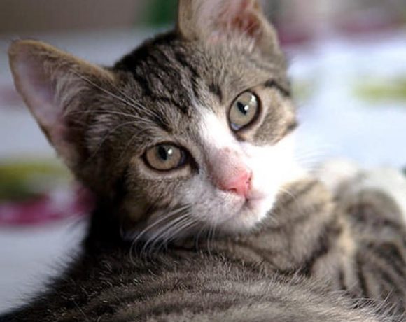 Ernie und Bert Ernie und Bert